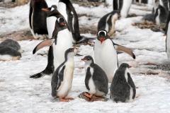 11Nov_IMG_3664 (Small)